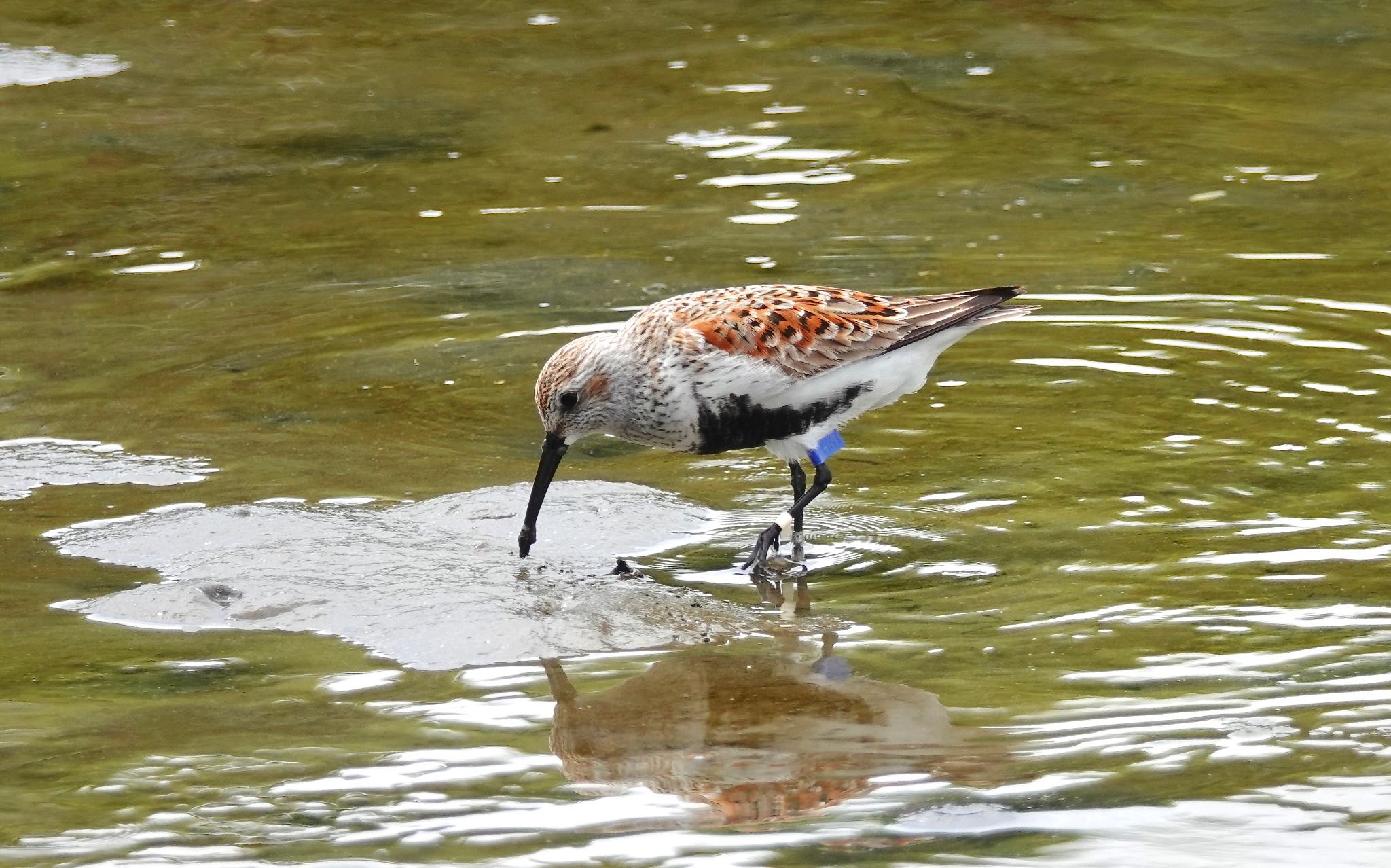 Photo of Dunlin at Kasai Rinkai Park by のどか