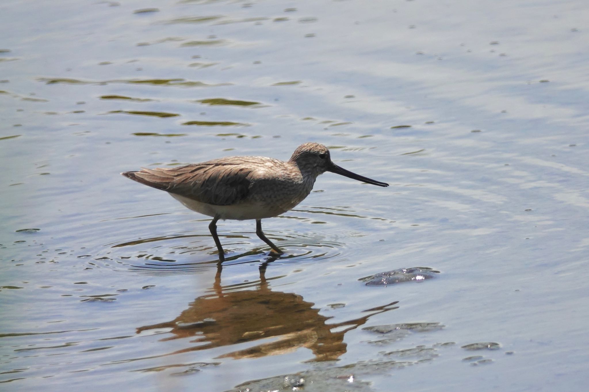 Terek Sandpiper