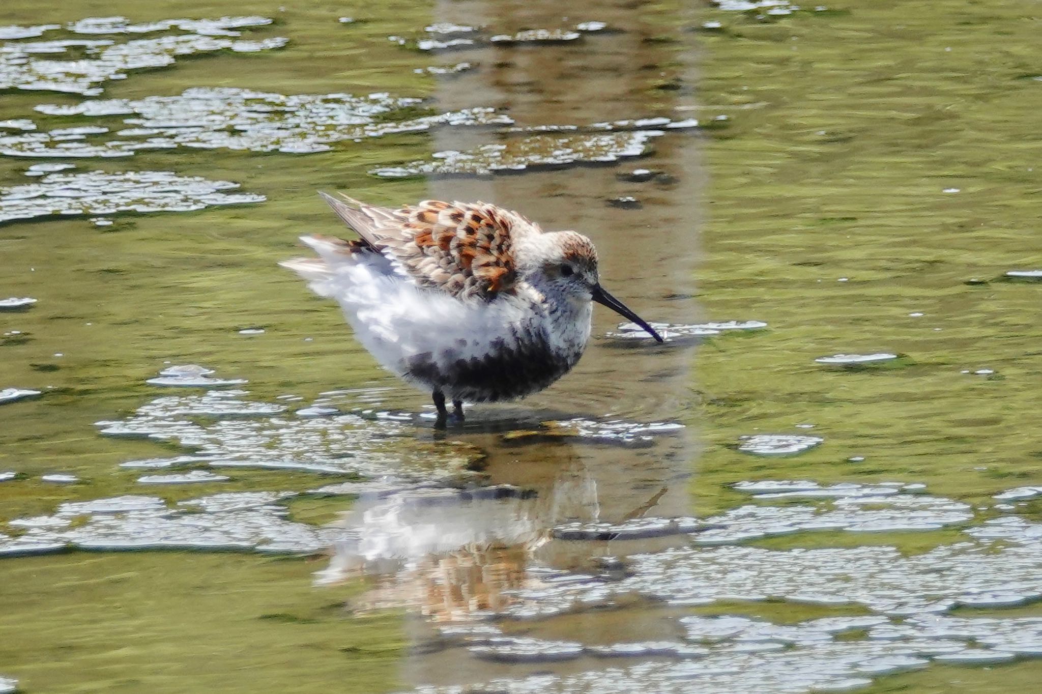 葛西臨海公園 ハマシギの写真 by のどか