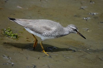 キアシシギ 葛西臨海公園 2019年5月15日(水)