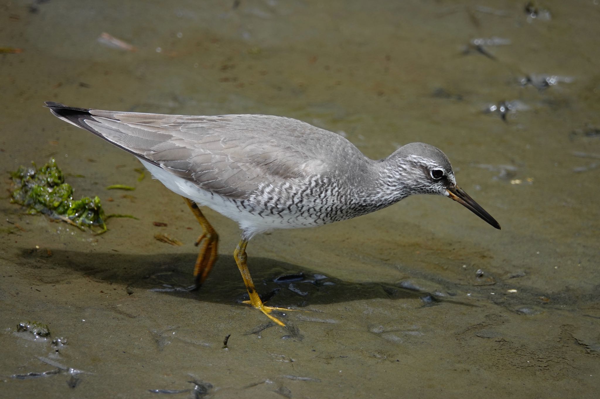 Grey-tailed Tattler