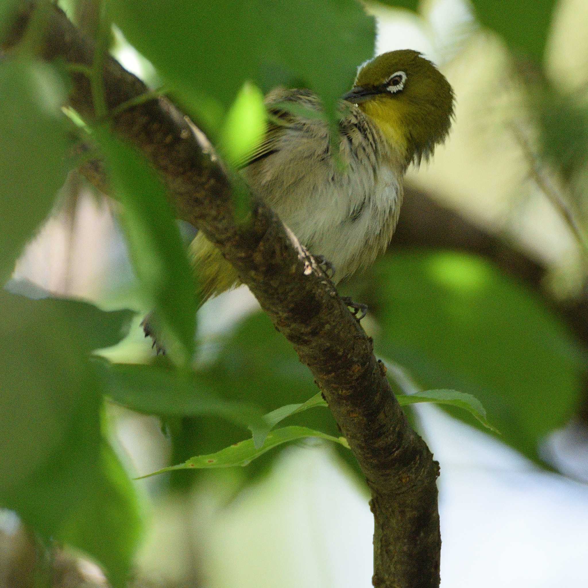 Photo of Warbling White-eye at 福岡県古賀市薦野大根川 by poyon ぽよん