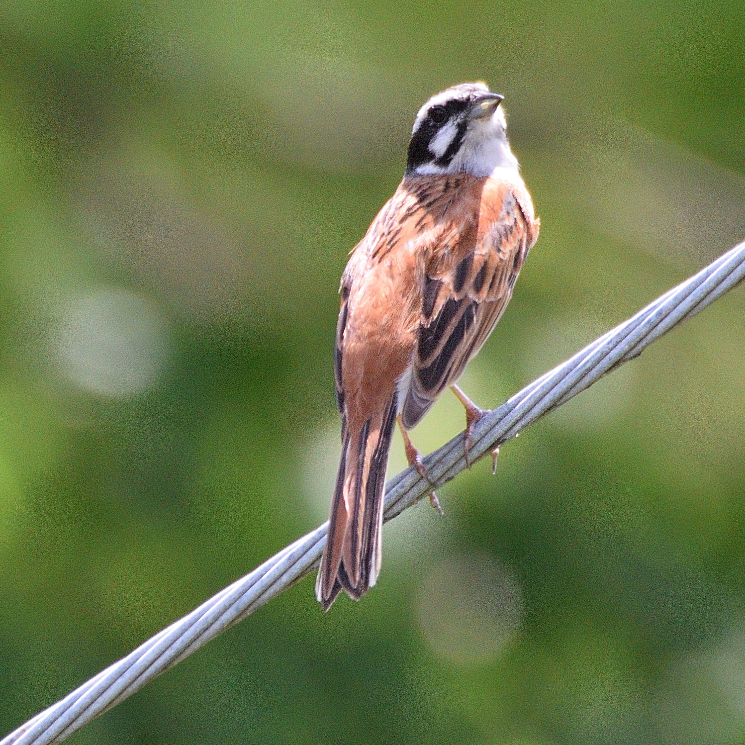Photo of Meadow Bunting at 福岡県古賀市薦野大根川 by poyon ぽよん