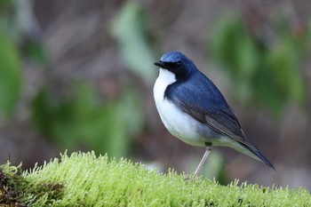 コルリ 山梨県 2019年5月17日(金)