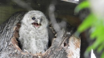 フクロウ 場所が不明 撮影日未設定