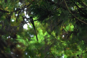 サンコウチョウ 高尾山 2019年5月9日(木)