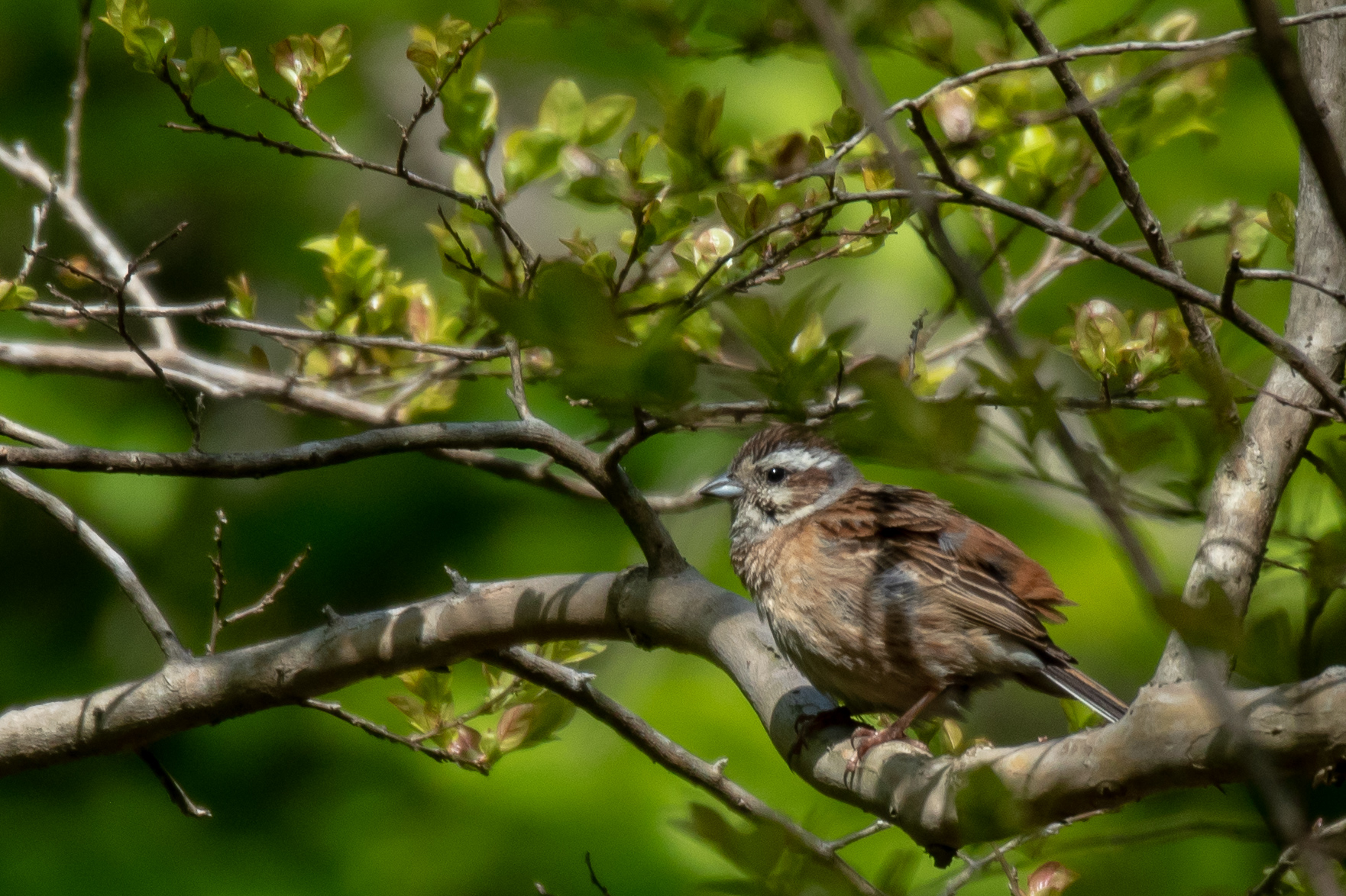 Photo of Meadow Bunting at 市民鹿島台いこいの森 by かつきち