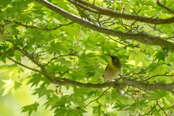 Sat, 5/18/2019 Birding report at 市民鹿島台いこいの森