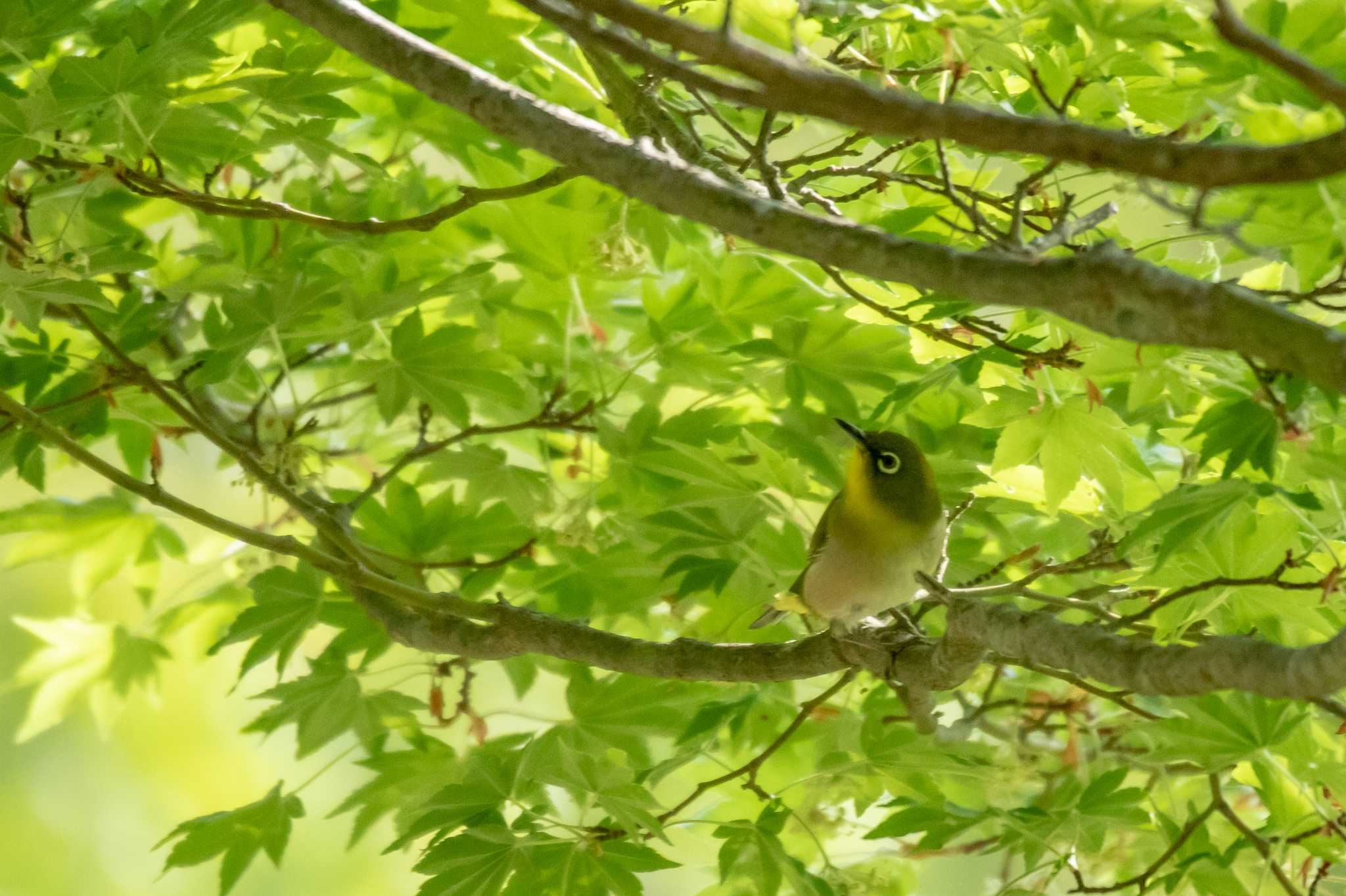 Photo of Warbling White-eye at 市民鹿島台いこいの森 by かつきち