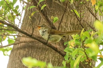 ウグイス 三ツ池公園(横浜市鶴見区) 2019年5月13日(月)