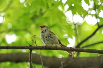 ウグイス 三ツ池公園(横浜市鶴見区) 2019年5月13日(月)