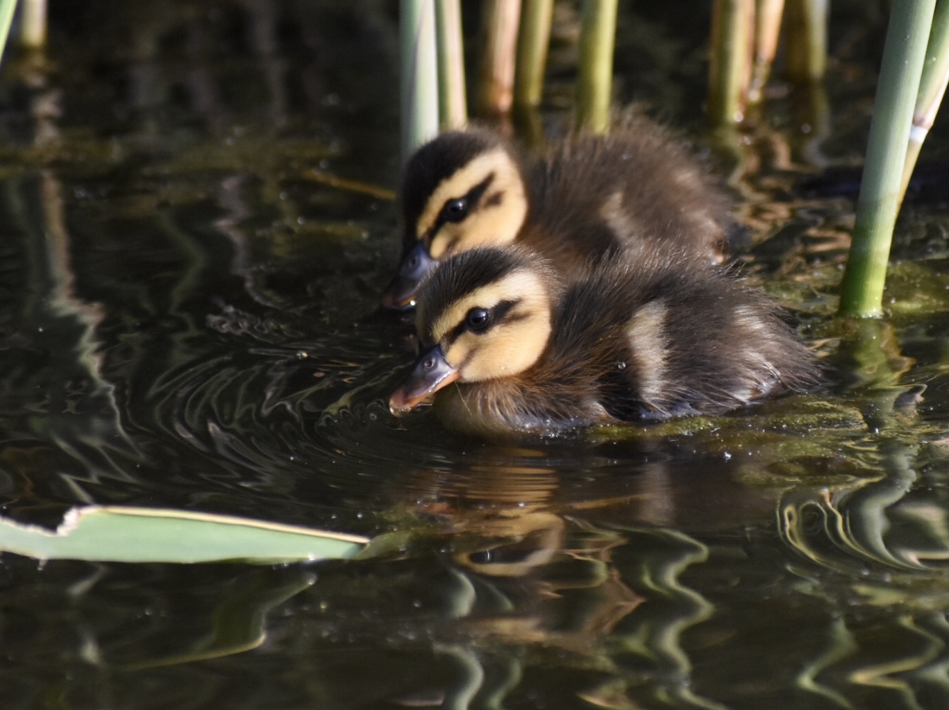 Photo of Eastern Spot-billed Duck at  by ヨウコ