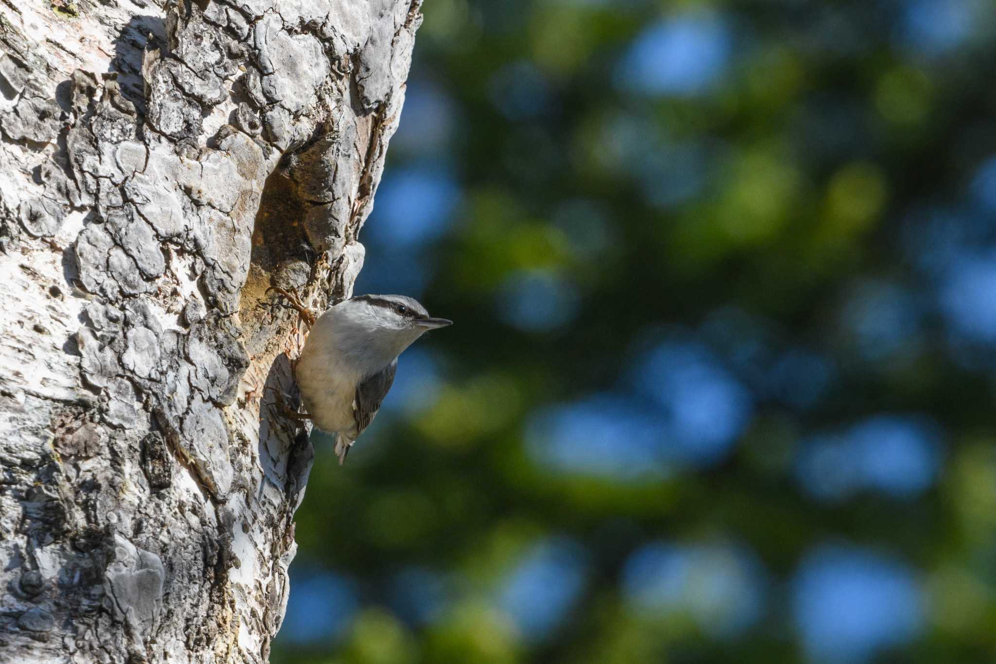 Eurasian Nuthatch