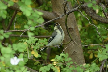 2019年5月18日(土) 多摩川二ヶ領宿河原堰の野鳥観察記録