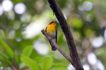 2019年5月18日(土) 加木屋緑地の野鳥観察記録