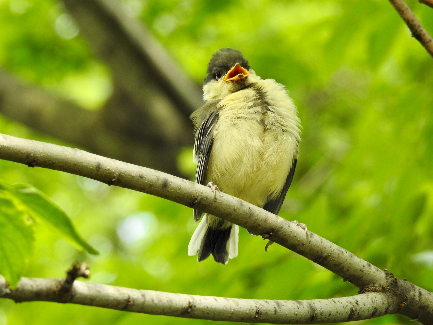 Photo of Japanese Tit at  by なおんなおん