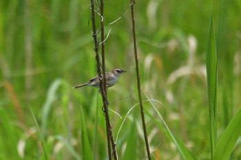 2019年5月18日(土) 渡良瀬遊水地の野鳥観察記録