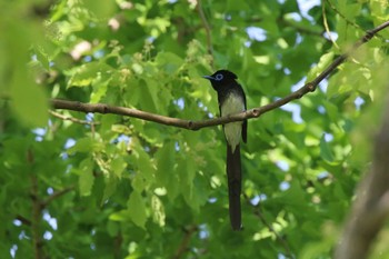 サンコウチョウ 大阪城公園 2019年5月15日(水)