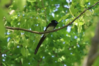 サンコウチョウ 大阪城公園 2019年5月15日(水)