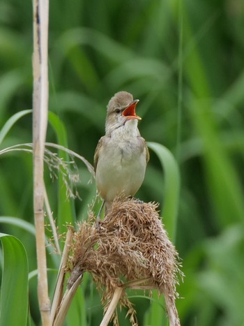 Oriental Reed Warbler 兵庫県　明石市 Sat, 5/18/2019