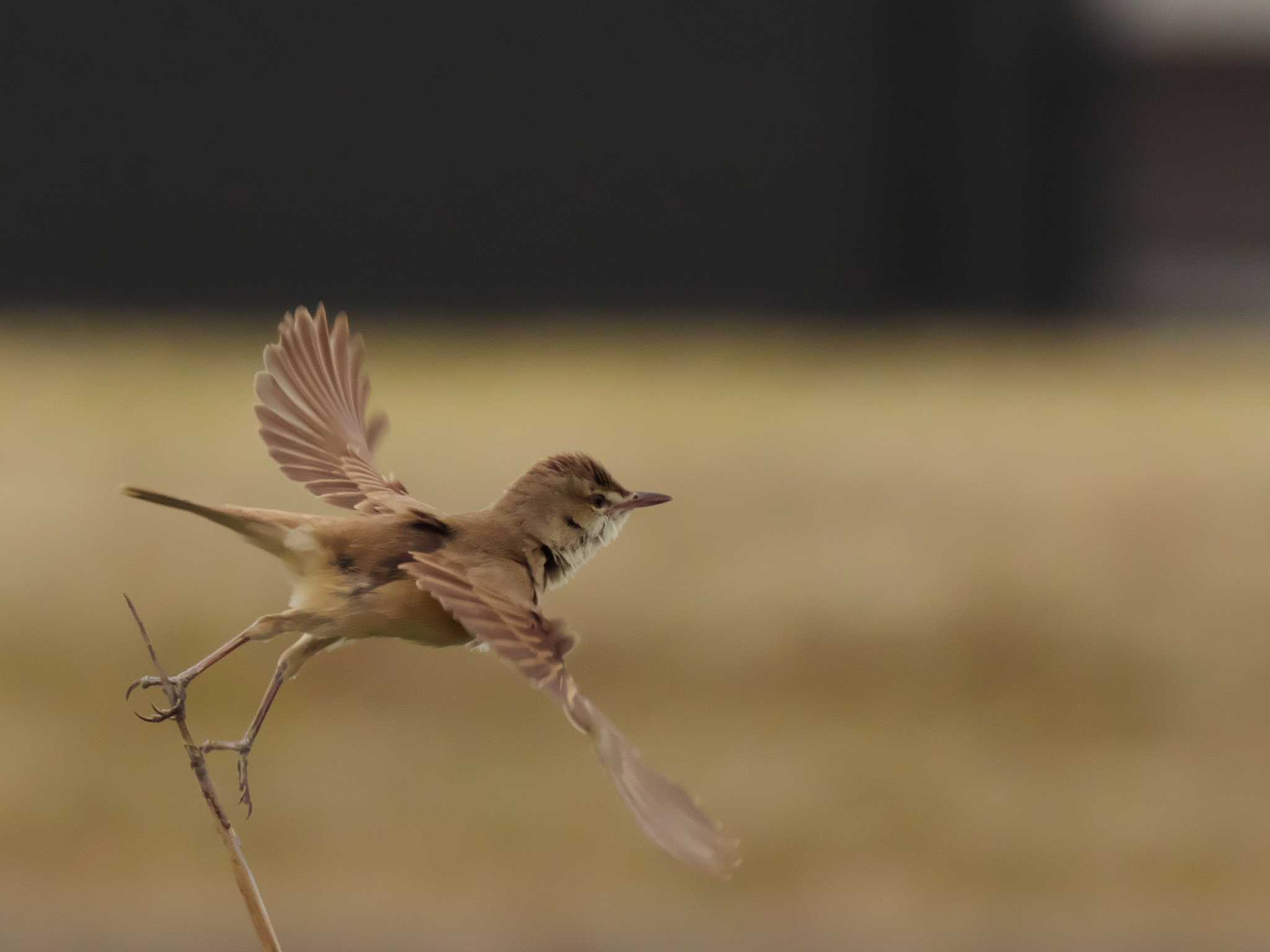 Oriental Reed Warbler