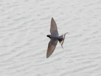 Barn Swallow 兵庫県　明石市 Sat, 5/18/2019