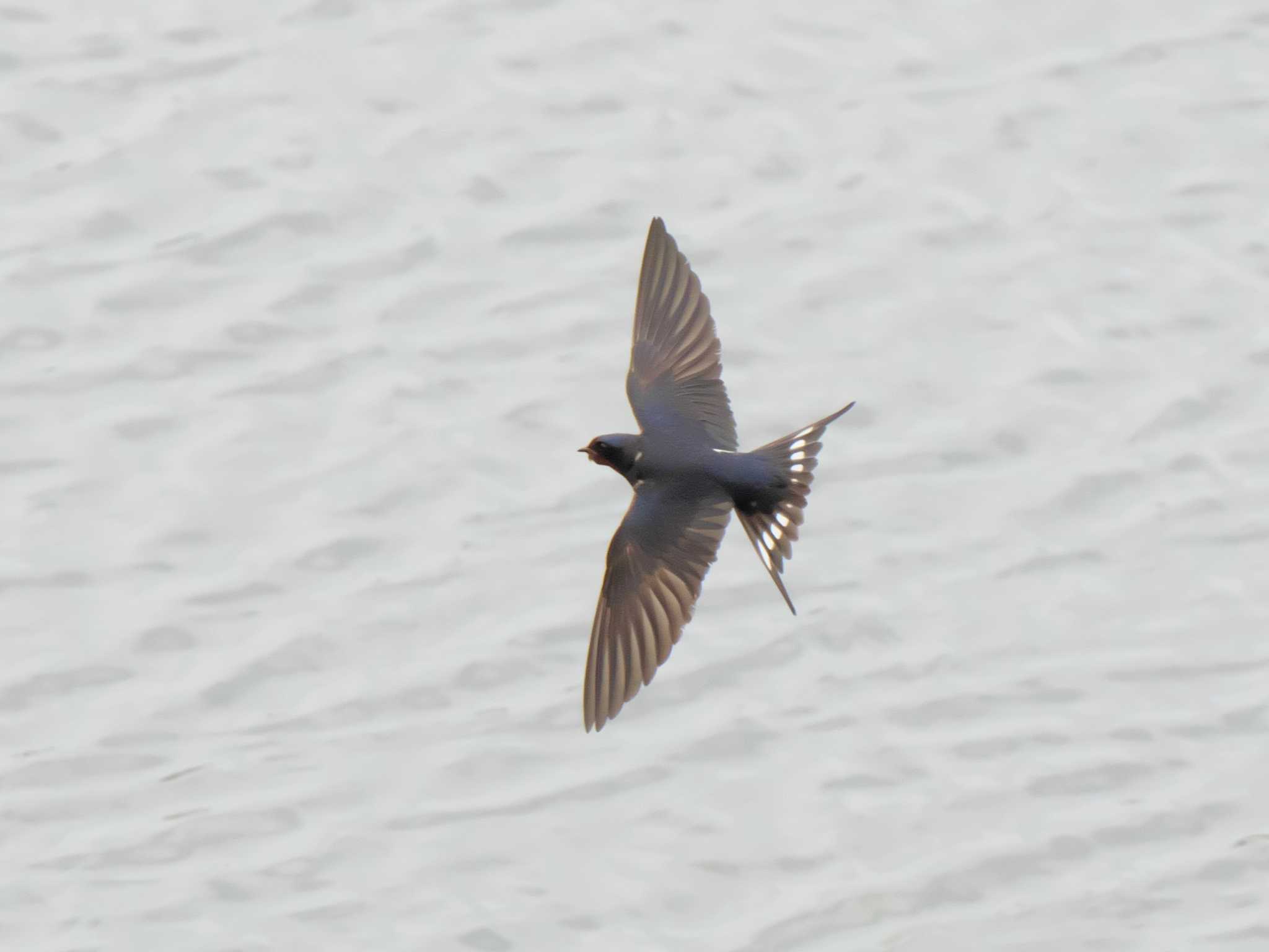 Barn Swallow