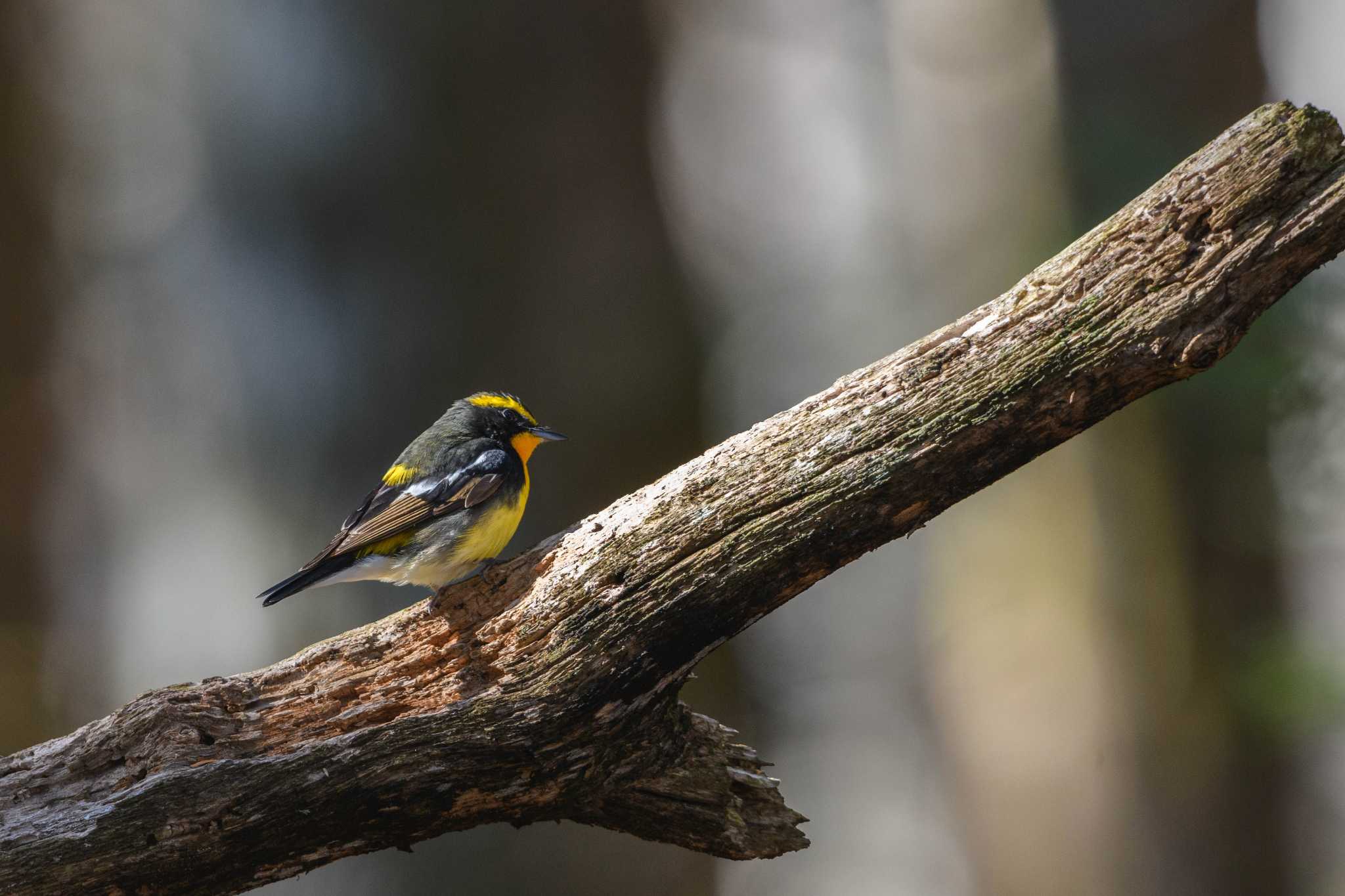 Narcissus Flycatcher