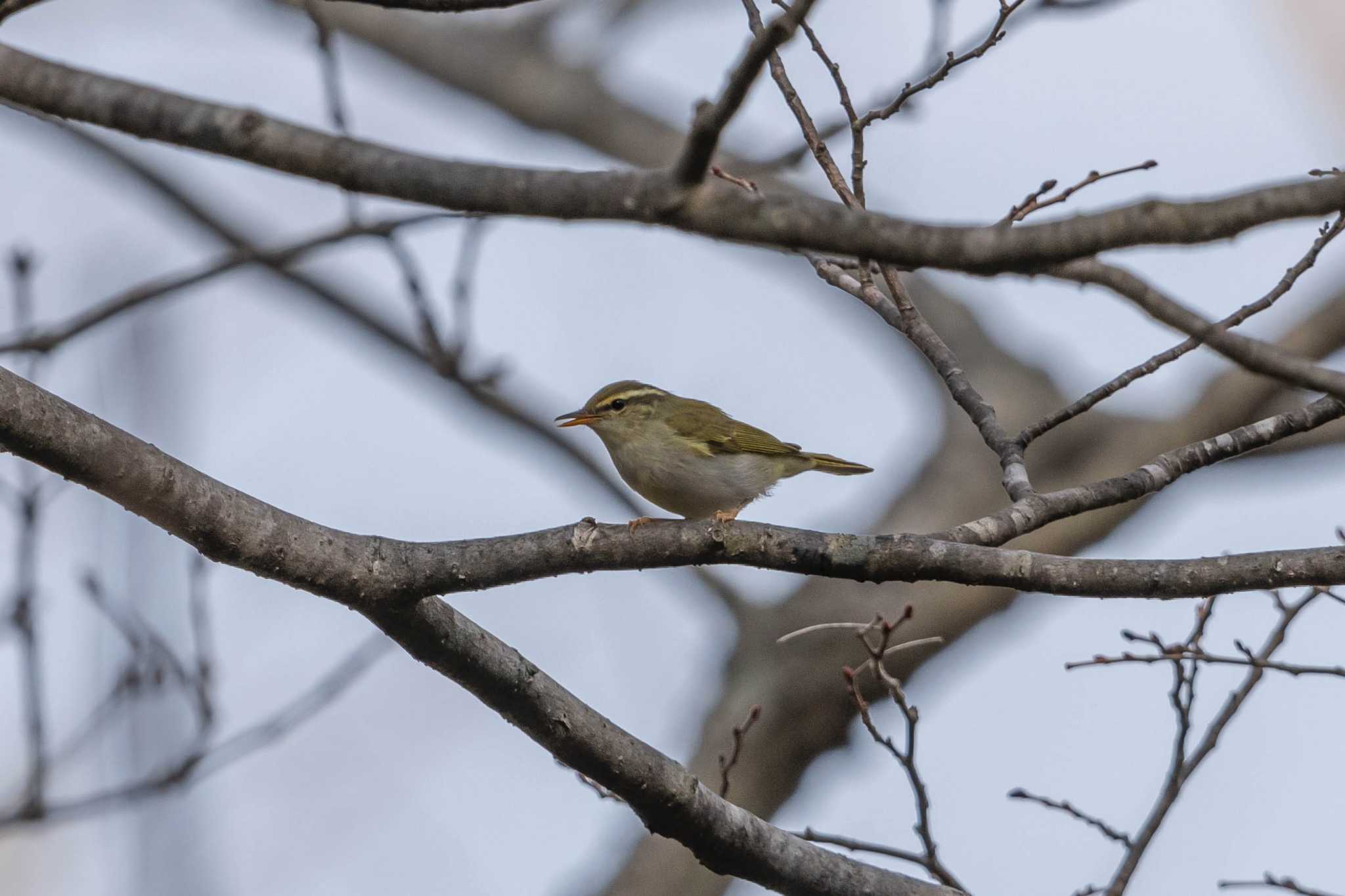 Eastern Crowned Warbler