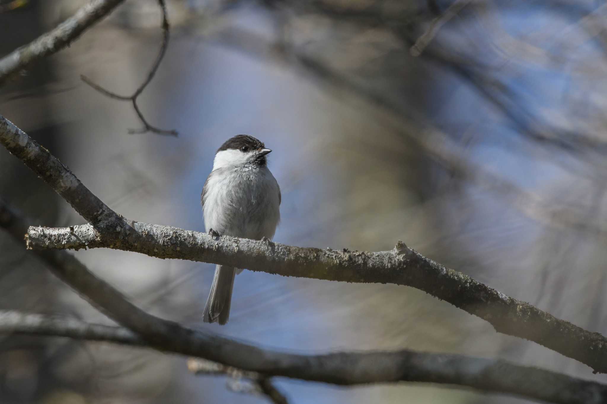 Willow Tit