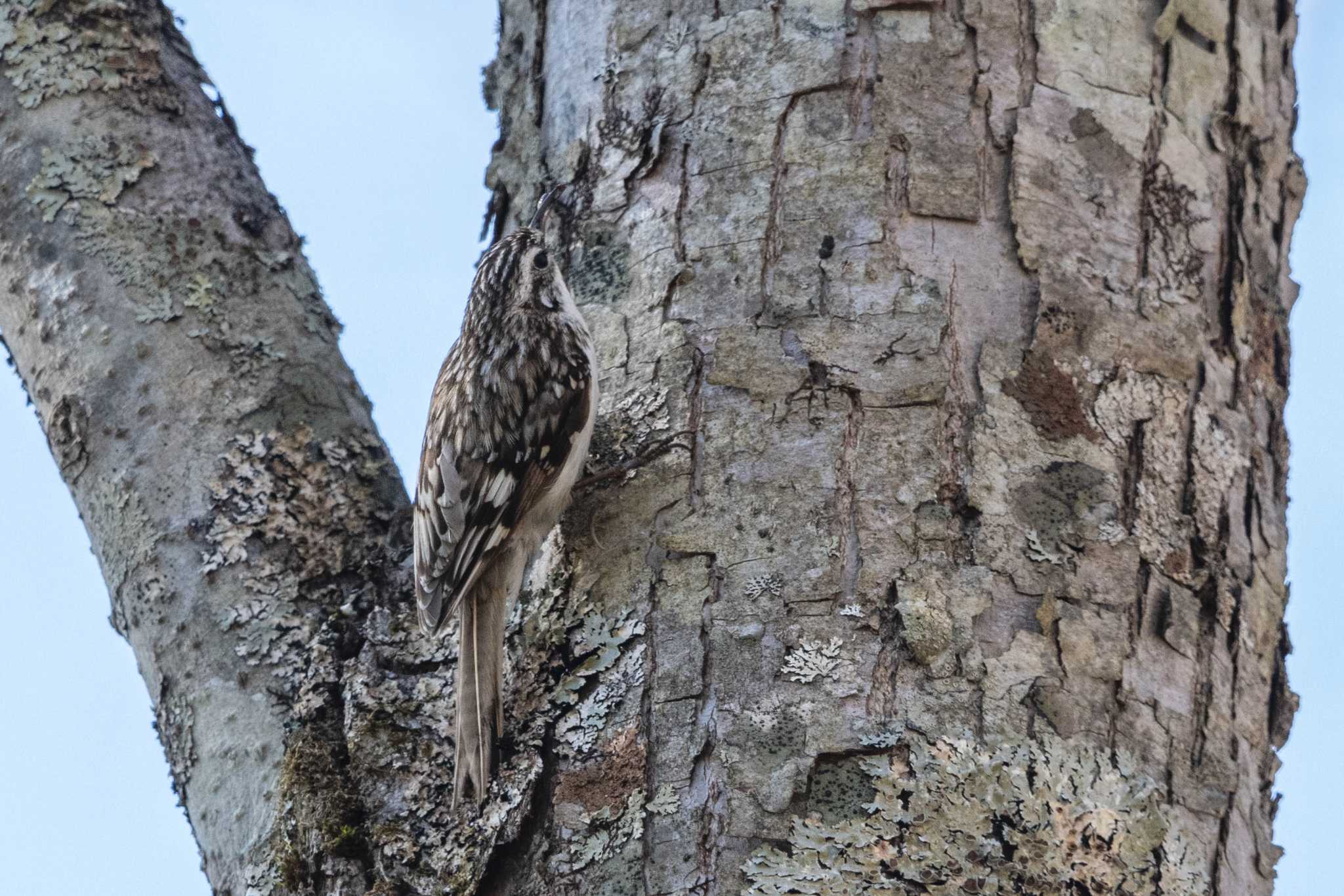 Eurasian Treecreeper