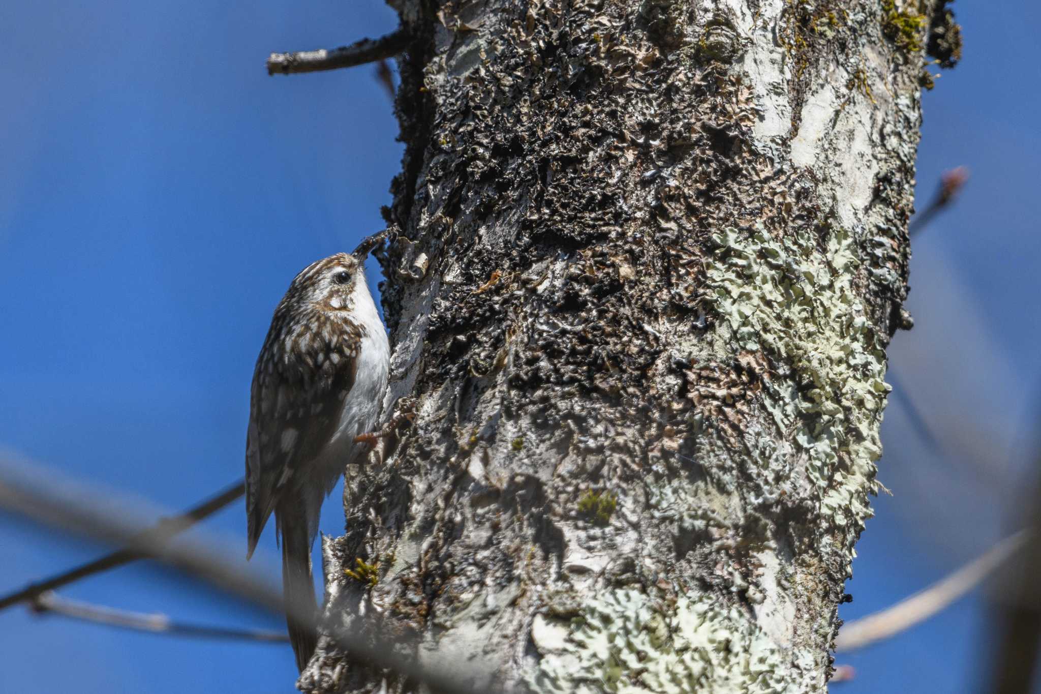 Eurasian Treecreeper