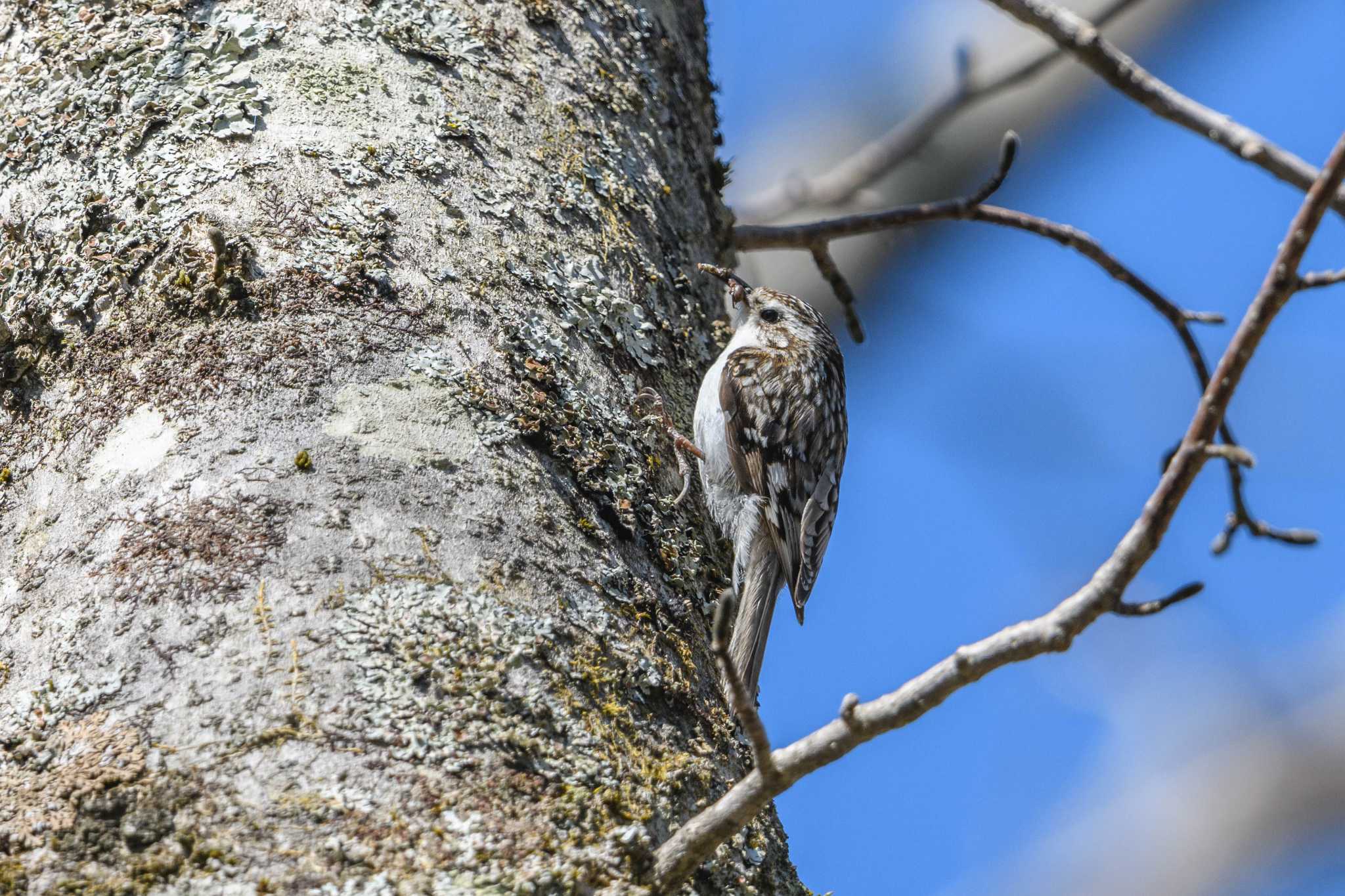 Eurasian Treecreeper