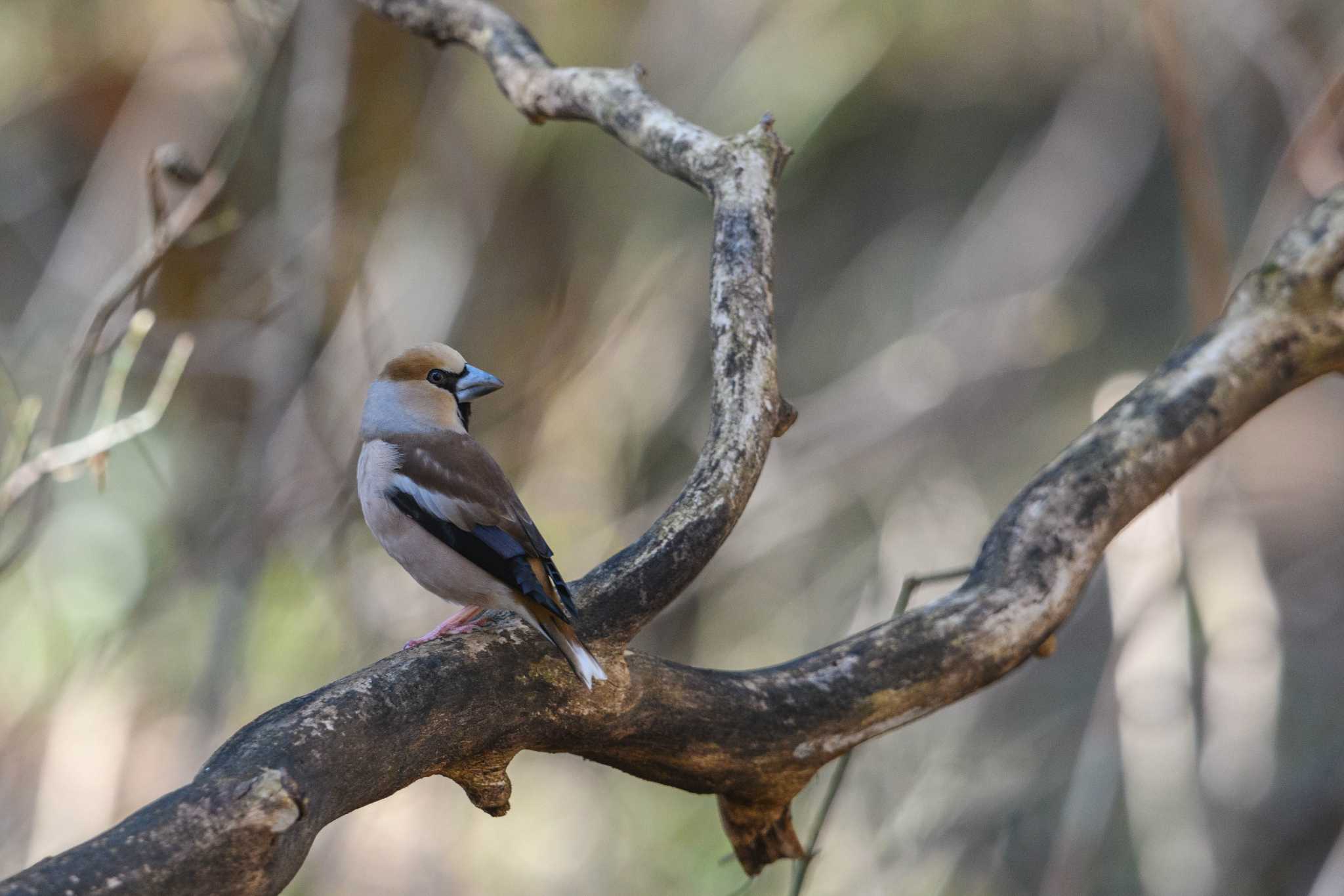 Hawfinch