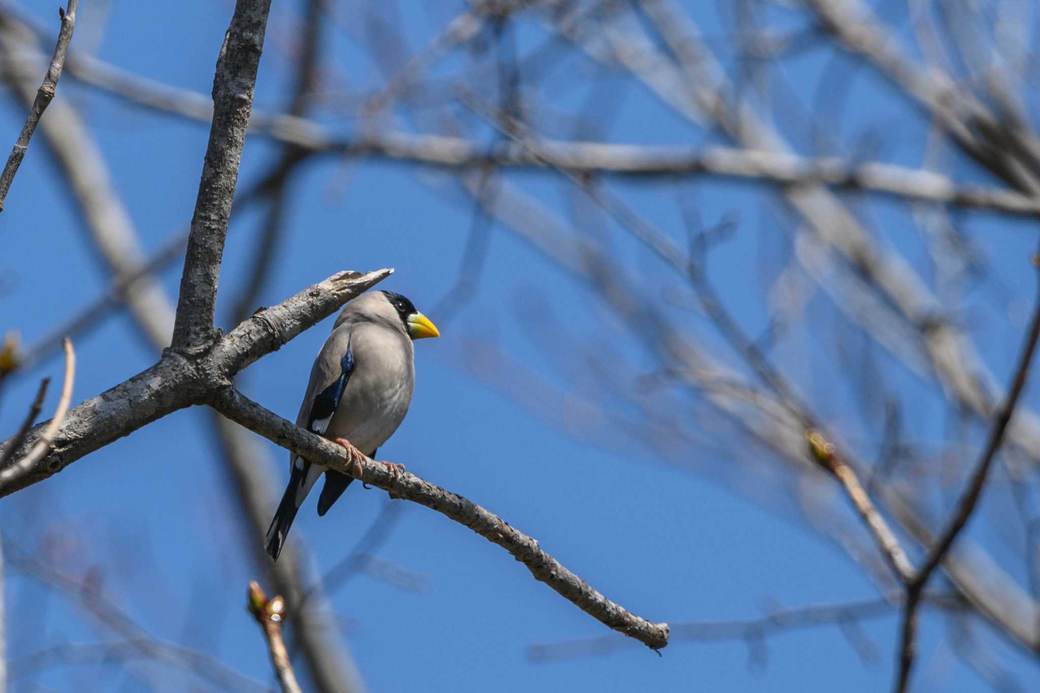 Japanese Grosbeak