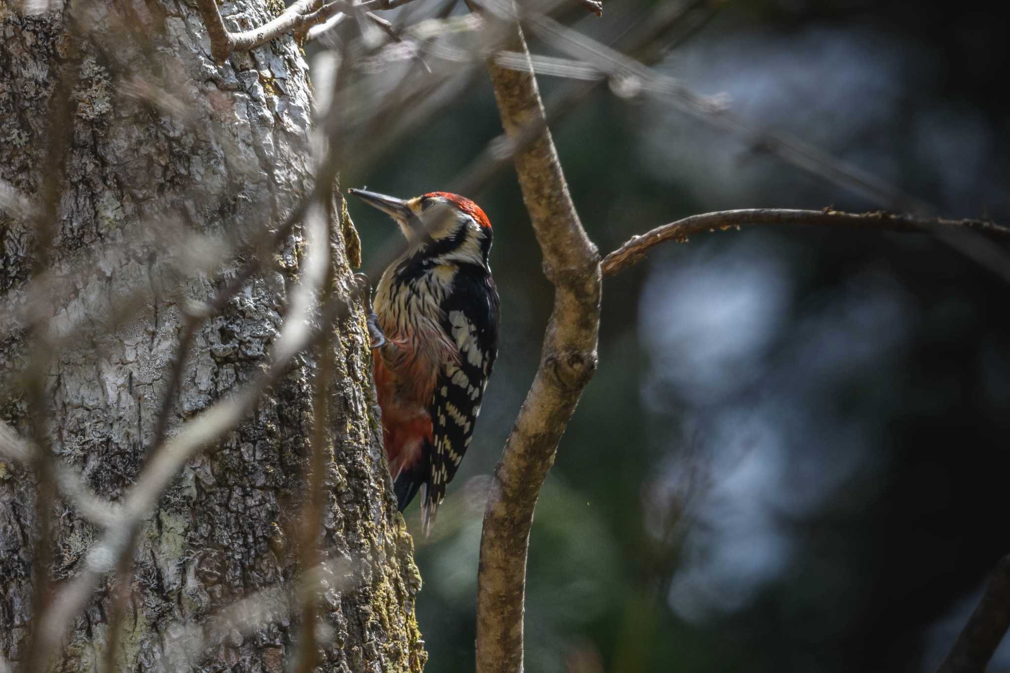 White-backed Woodpecker