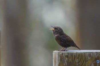 Fri, 5/3/2019 Birding report at 戸隠