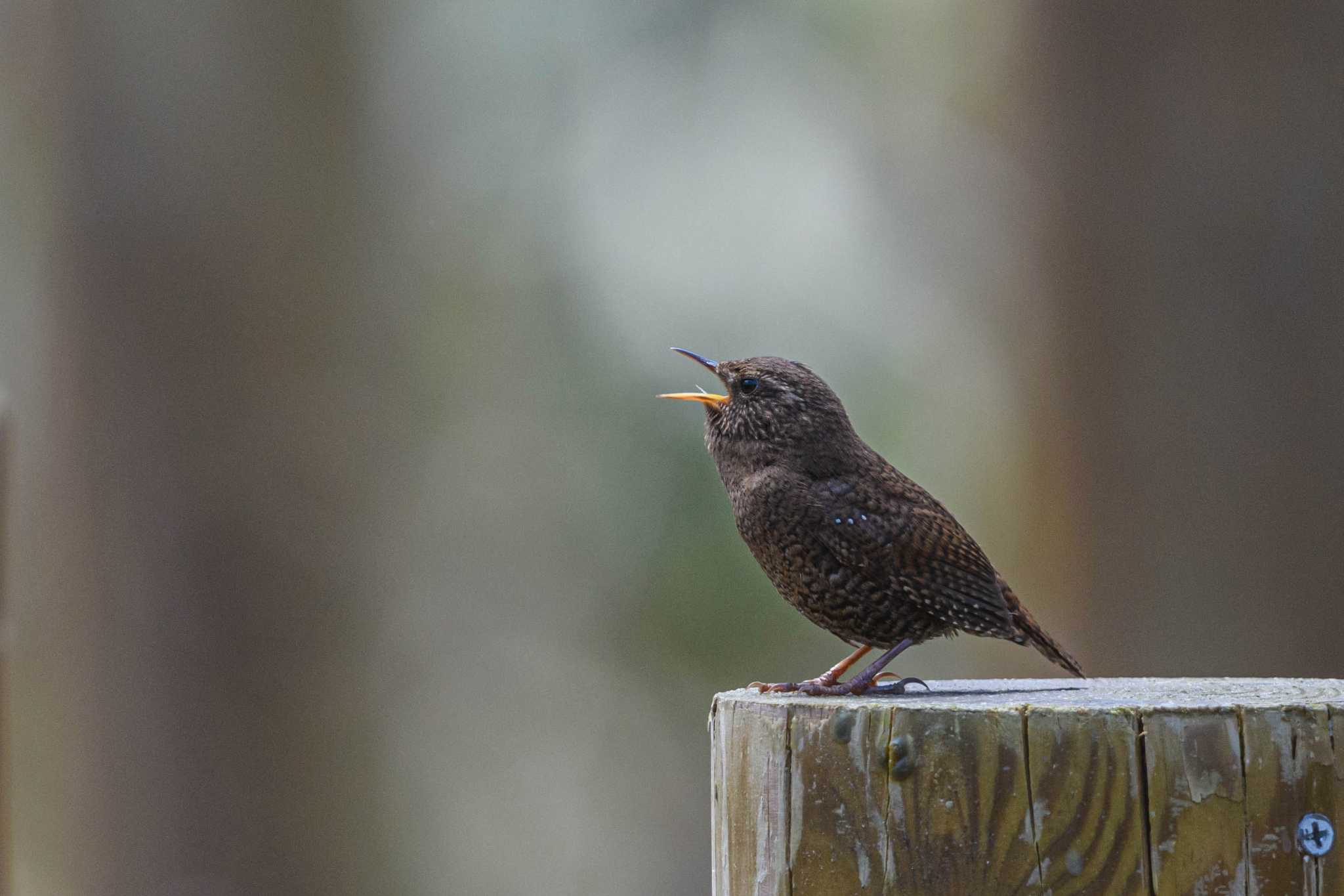 Eurasian Wren