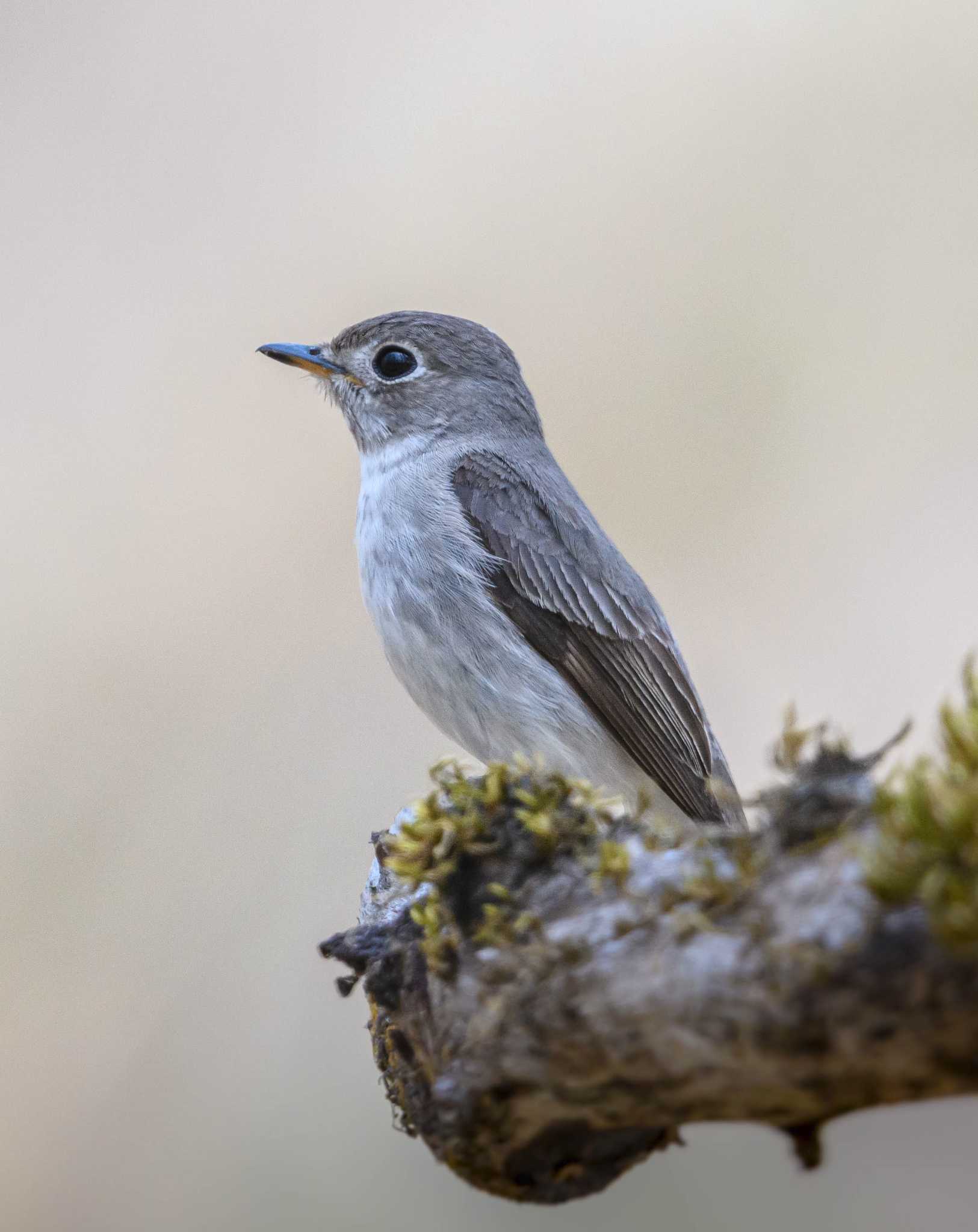 Asian Brown Flycatcher