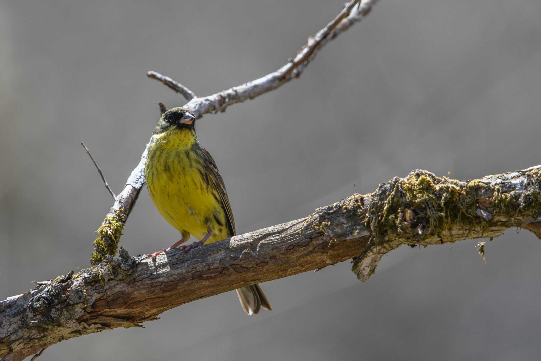 Masked Bunting