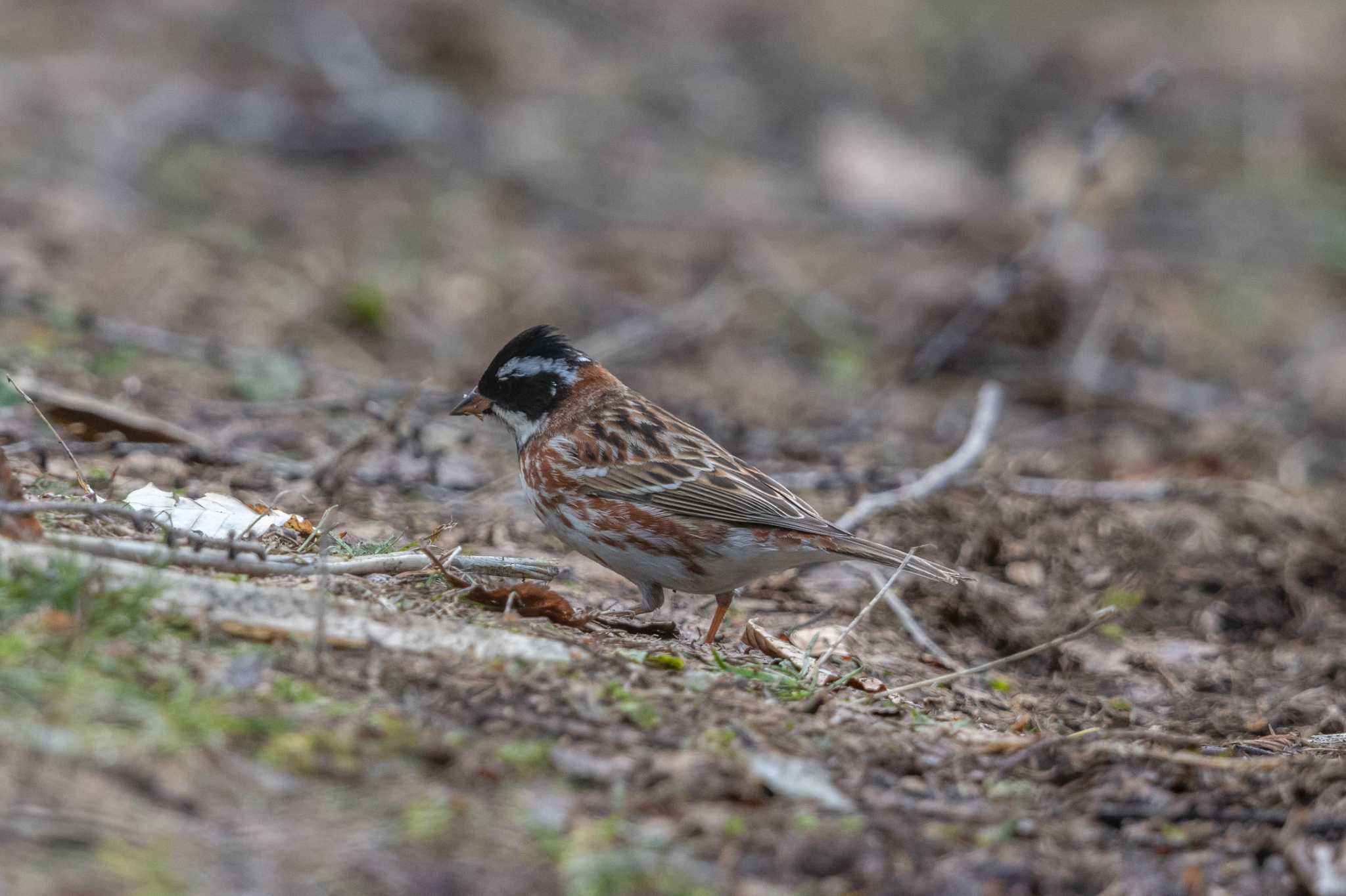 Rustic Bunting