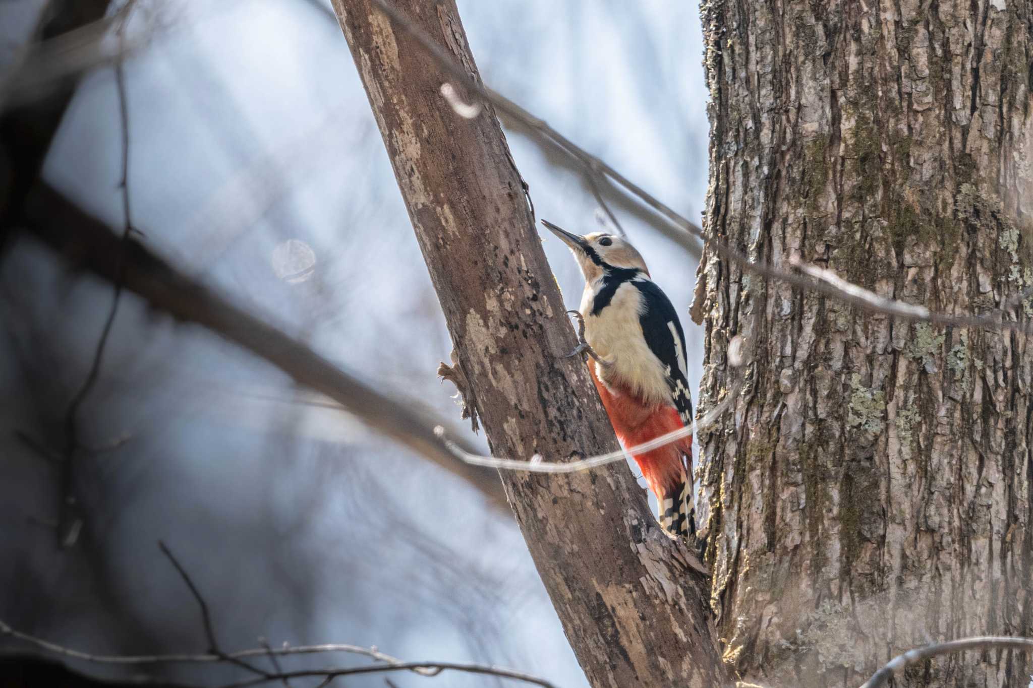 Great Spotted Woodpecker