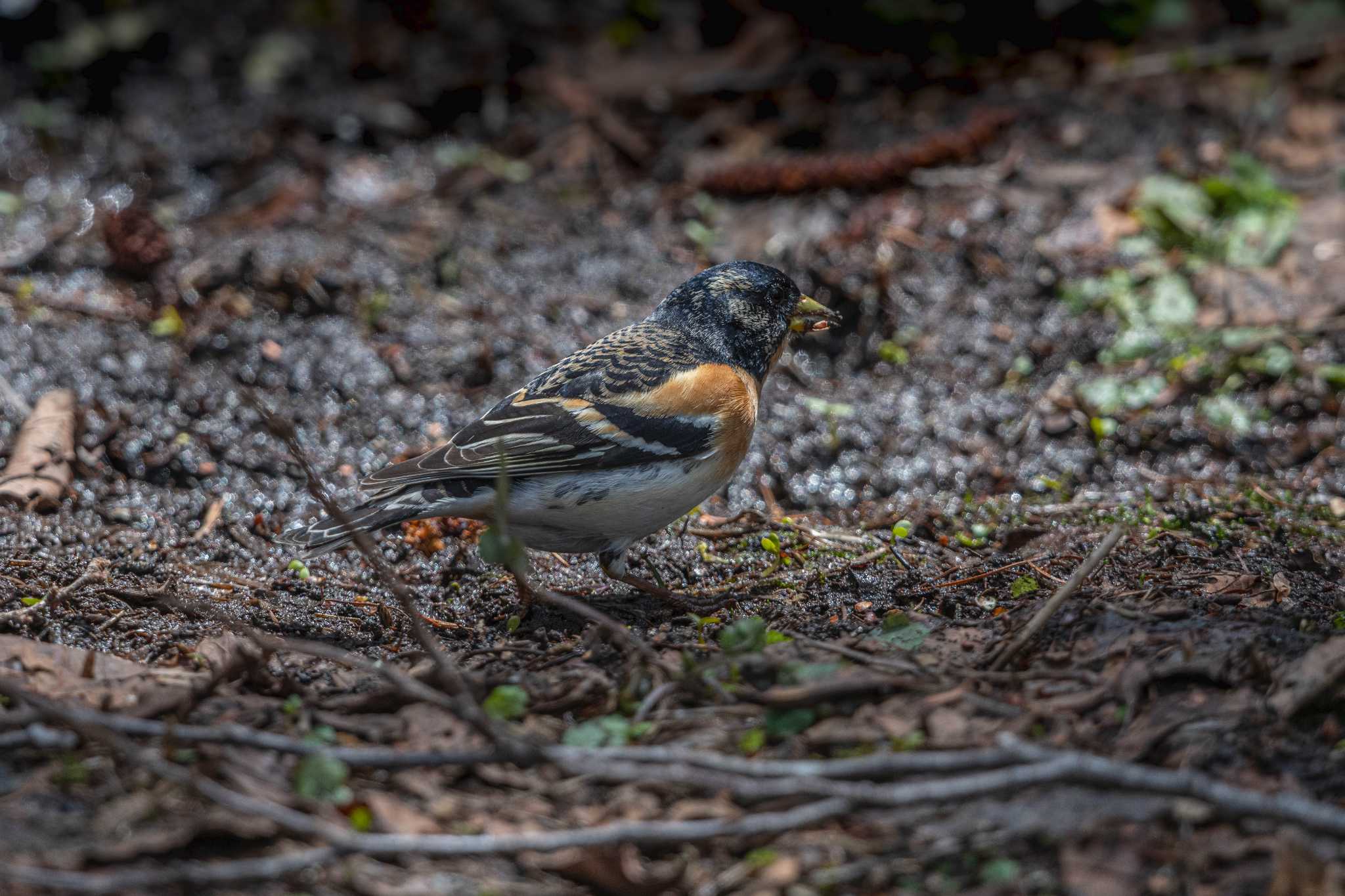 Brambling