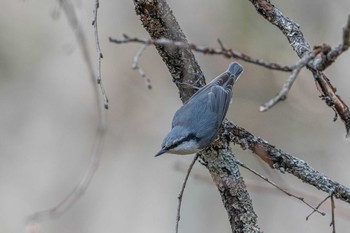 ゴジュウカラ 戸隠 2019年5月3日(金)