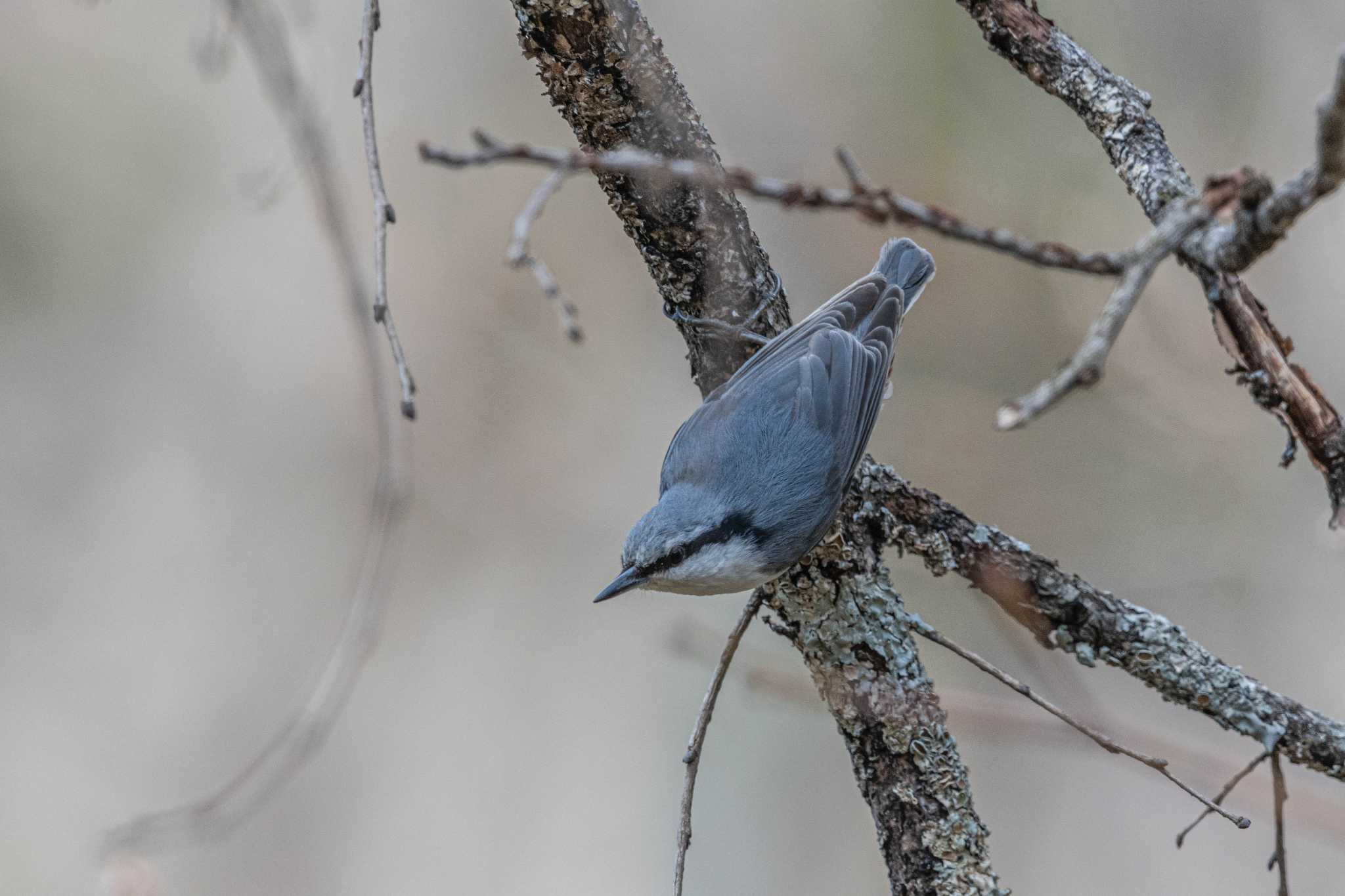 Photo of Eurasian Nuthatch at 戸隠 by auto tama