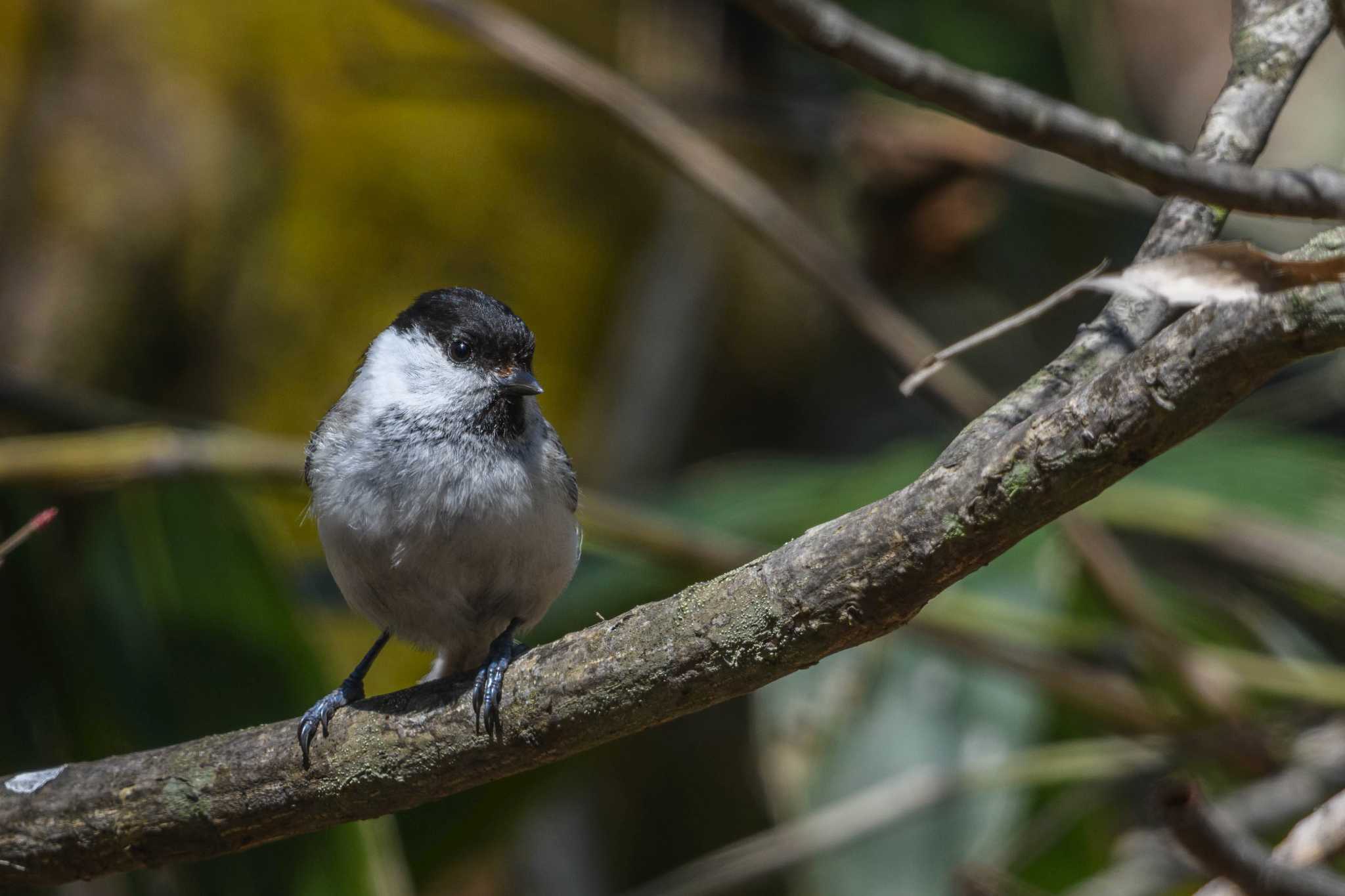 Willow Tit