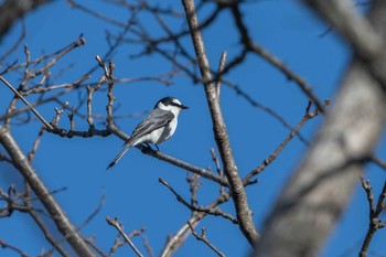 サンショウクイ 戸隠 2019年5月3日(金)