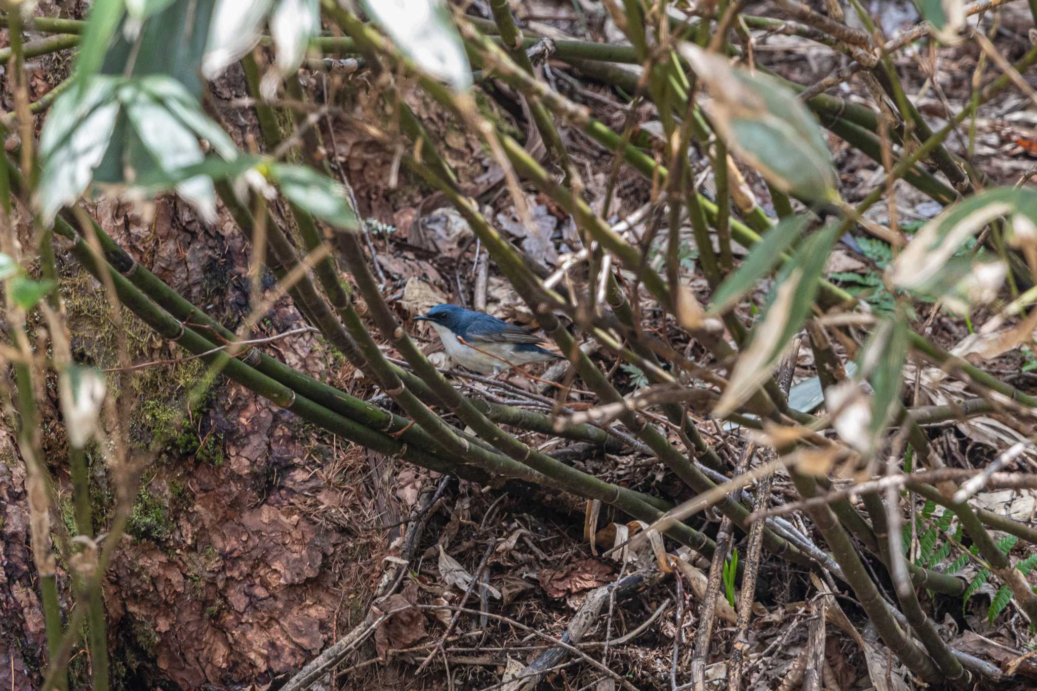 Siberian Blue Robin