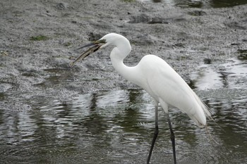 Great Egret Tokyo Port Wild Bird Park Sat, 5/18/2019