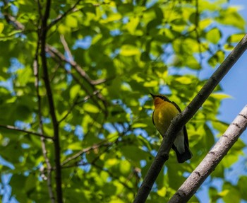 Narcissus Flycatcher Shakujii Park Mon, 4/29/2019